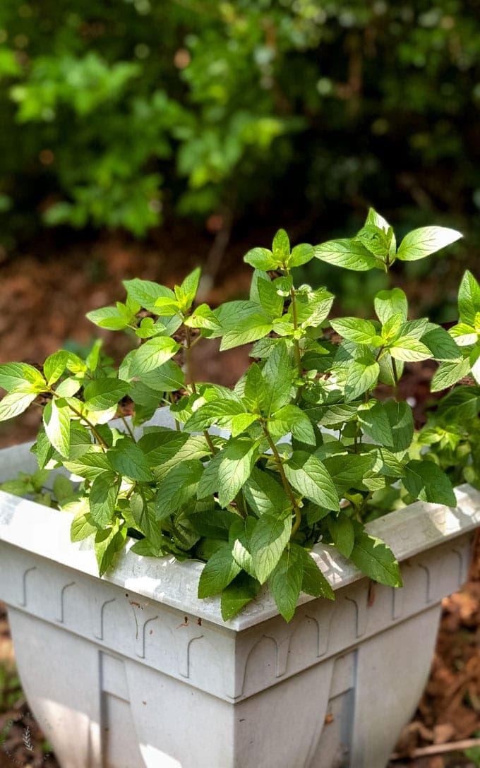 Mint growing in a pot